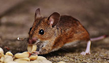 24 Hour & Emergency Exterminators in Astoria, OR